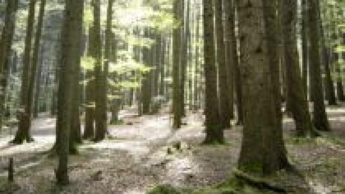 finlandezii au cumparat paduri de 50 000 000 de euro