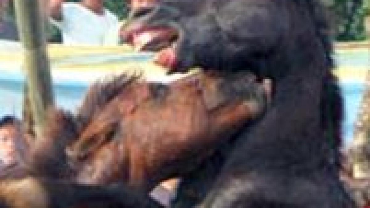 imagini brutale filmate in filipine la luptele ilegale de cai