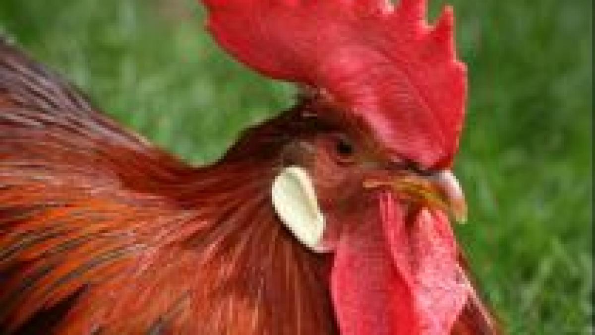 ce pateste cocosul homosexual care vrea sa ia in viteza toate gainile