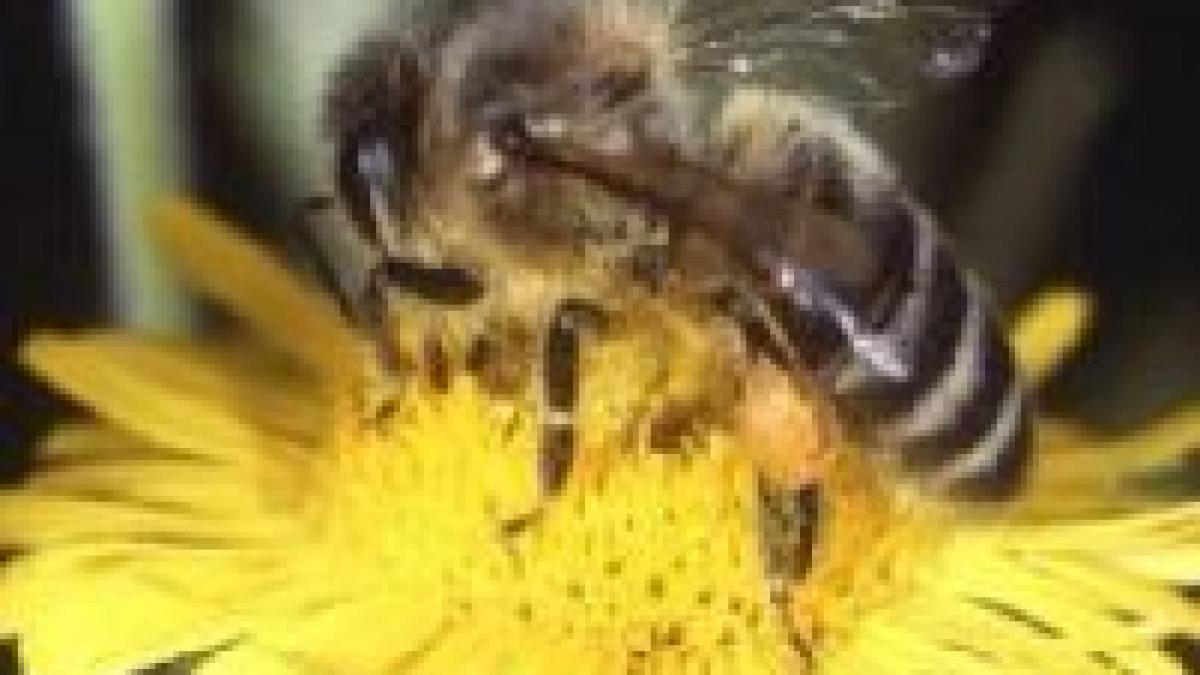 albinele pot numara pana la patru