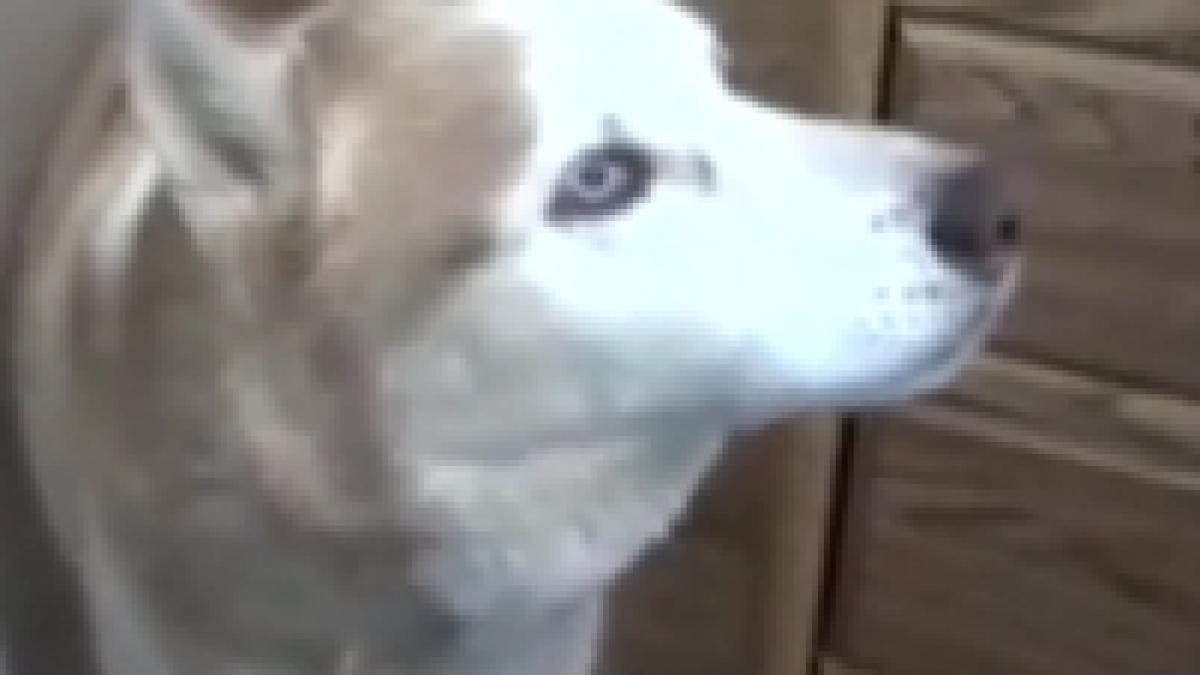 cainele care stie engleza sau cum comunici liber cu animalul preferat video