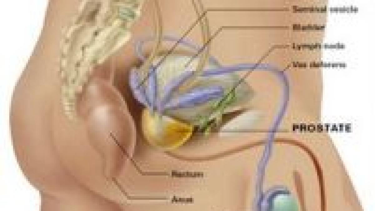 noi glande prostatice pot fi dezvoltate din celule stem