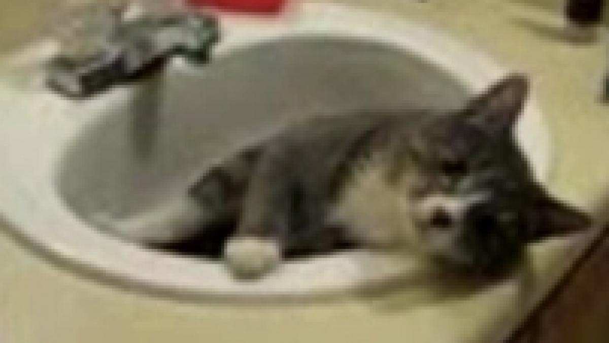 rasfat pisicesc in baia personala video