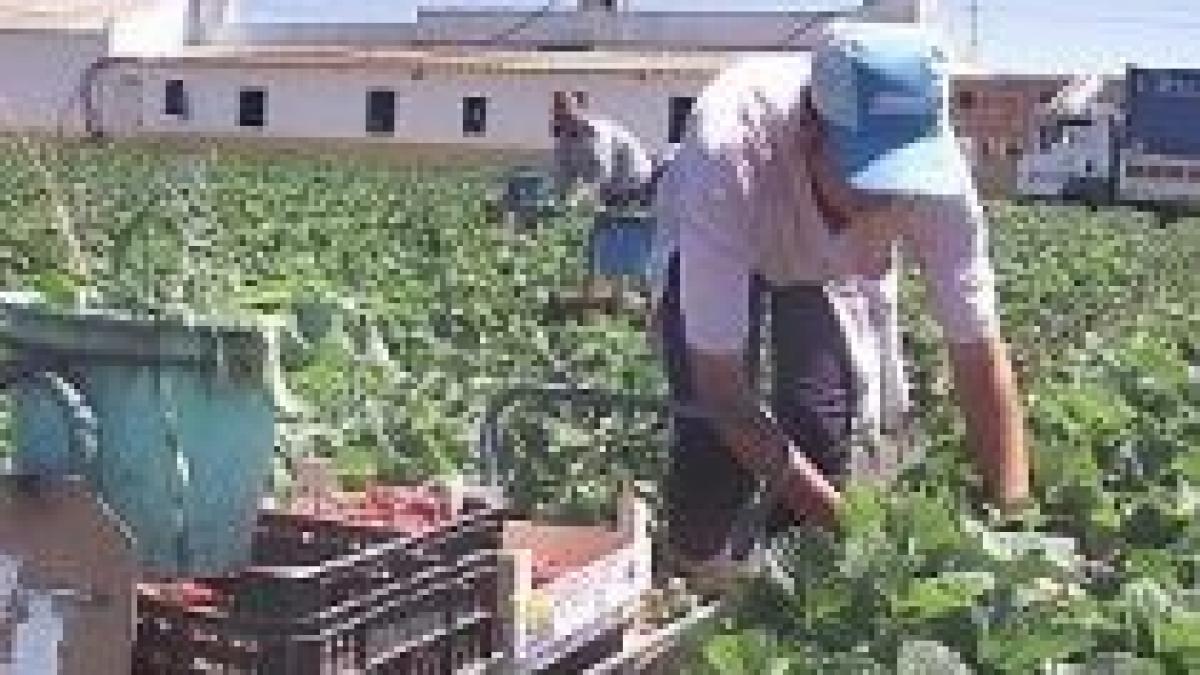 aproape 32 000 de romani din spania nu au locuri de munca