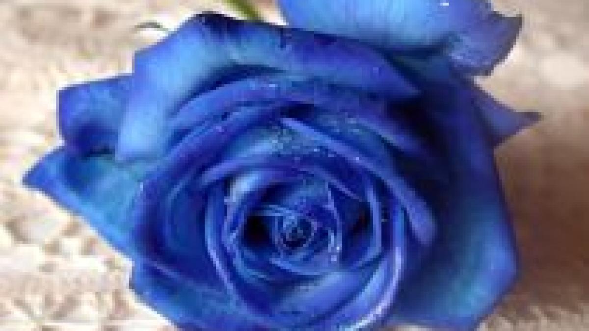 dupa 20 de ani de cercetari au fost prezentati primii trandafiri albastri din lume