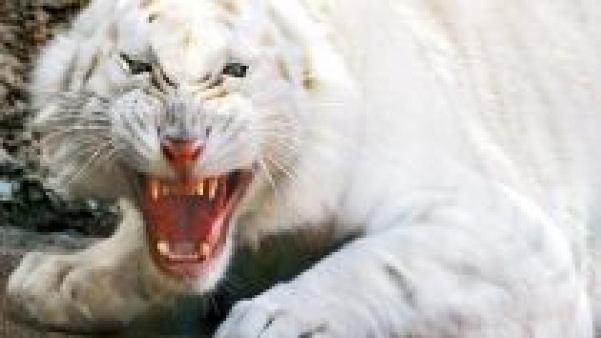 singapore trei tigri albi au sfasiat un barbat