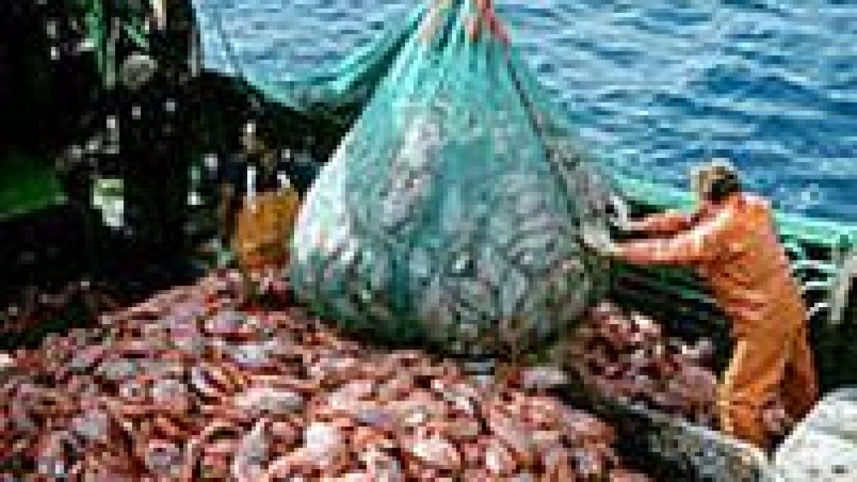 noul regulament european pentru pescuit limiteaza capturile de peste