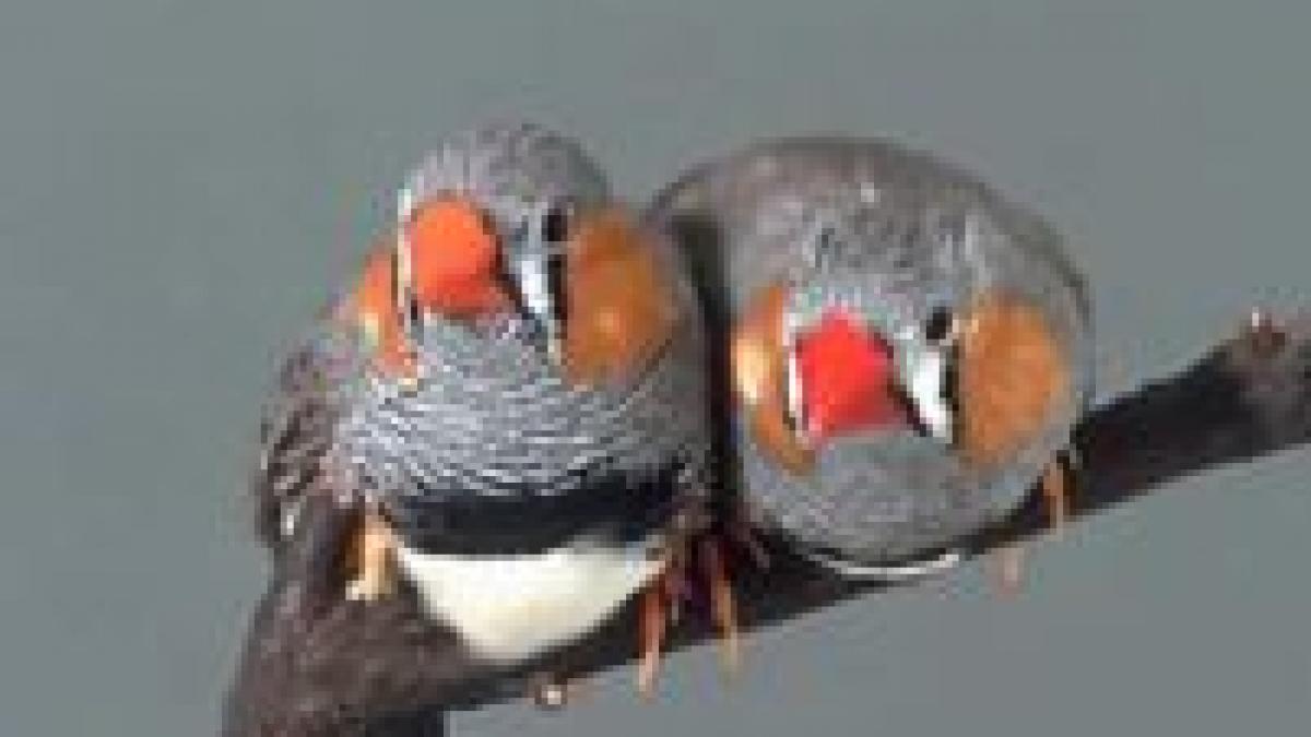 pasarile invata sa cante dupa partitura