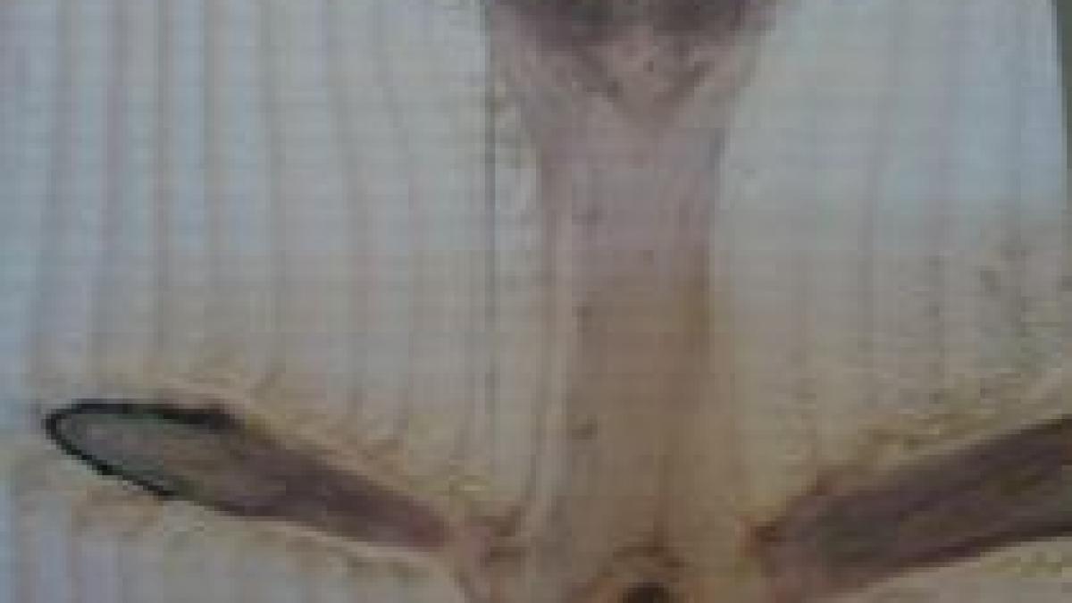 videonews ro semn divin o cruce descoperita intr un lemn foto