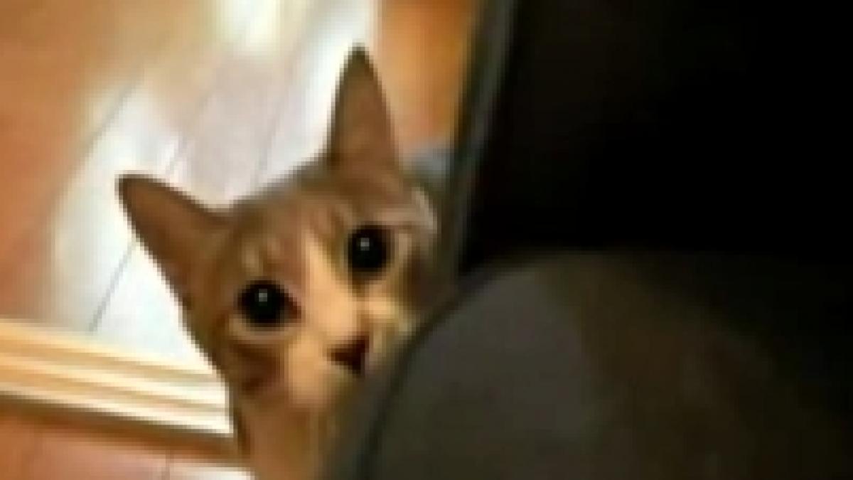 ninja in varianta pisiceasca video