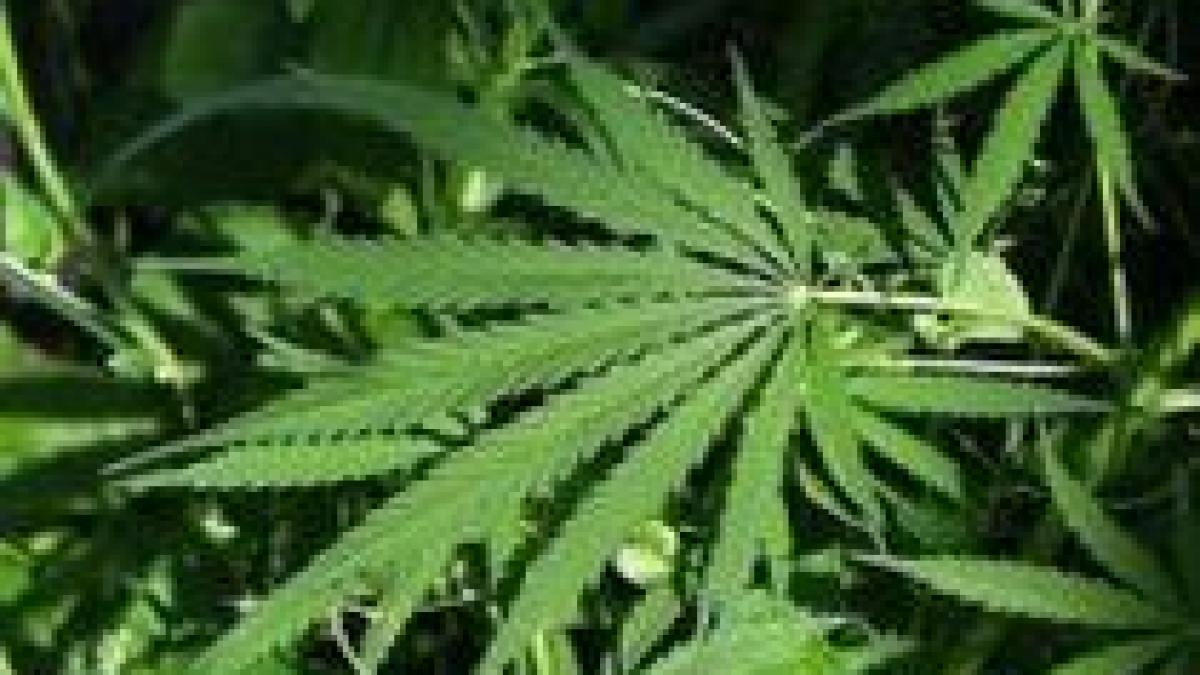 marijuana ar putea ajuta la imbunatatirea memoriei si la combaterea bolii alzheimer