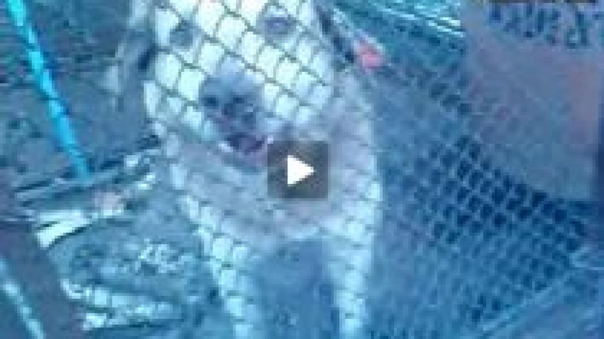 videonews ro cainii din dej tinuti de hingheri in custi fara apa si mancare