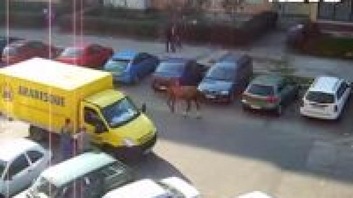 videonews ro caii prezenta obisnuita pe aleile dintre blocurile din focsani