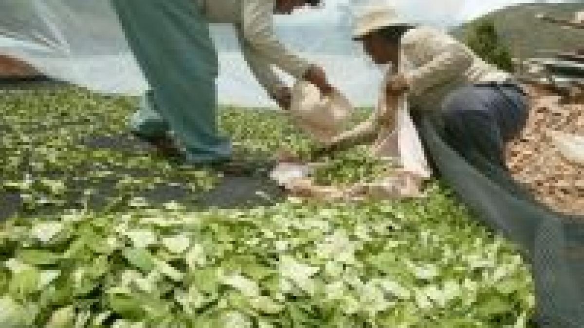 o retea responsabila cu traficarea a 85 din drogurile columbiene anihilata de politie