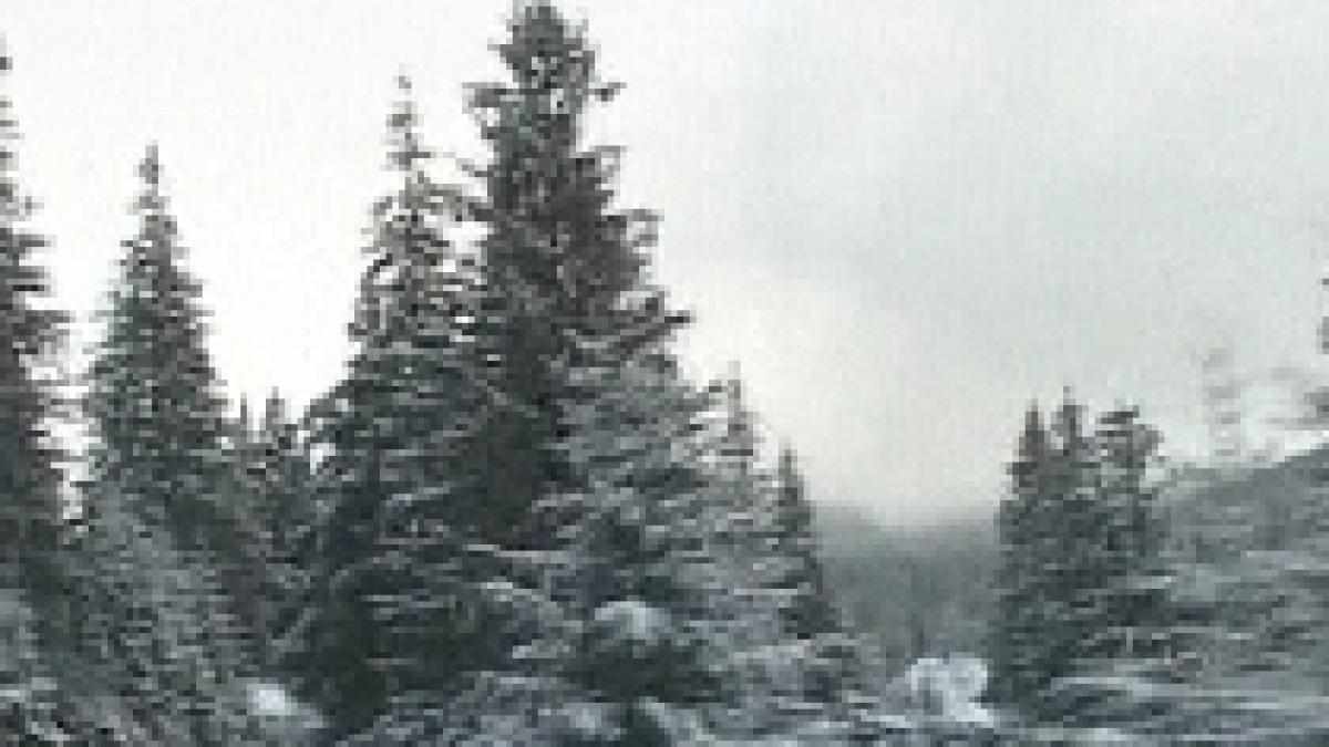 anm vom avea zapada de sarbatori