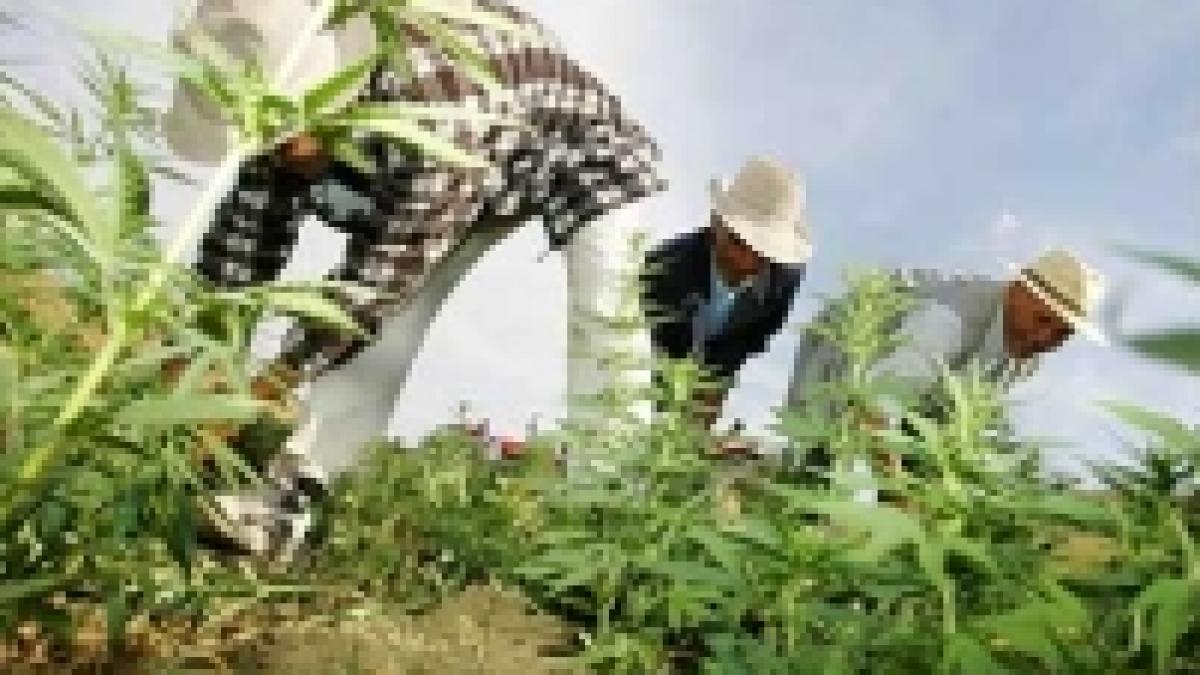 primariile olandeze ar putea produce cannabis pe cont propriu