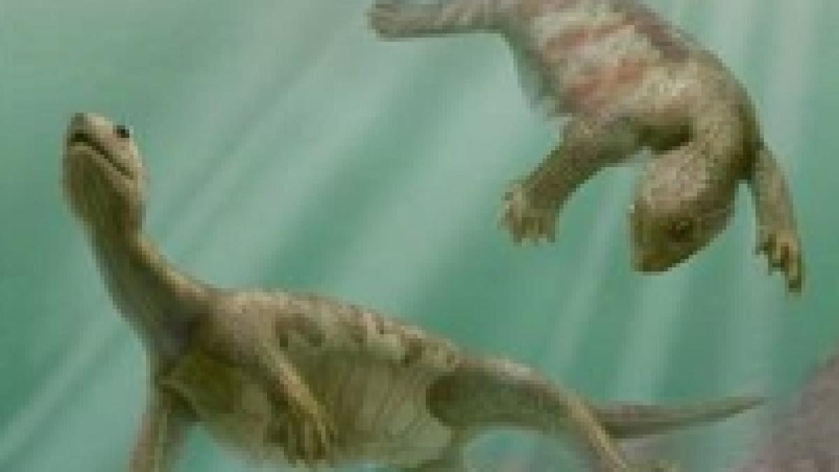 cea mai batrana broasca testoasa din lume avea carapace doar pe burta foto