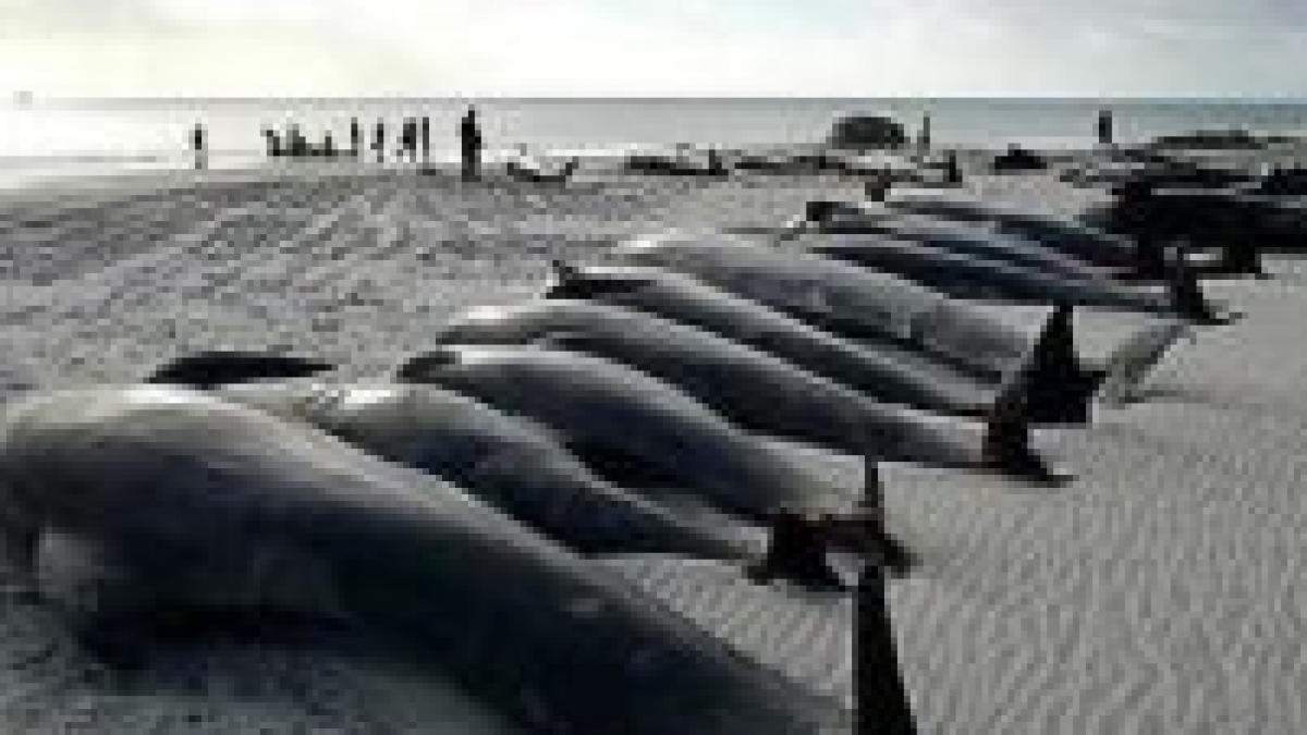 150 de balene au murit dupa ce au esuat pe o coasta din australia