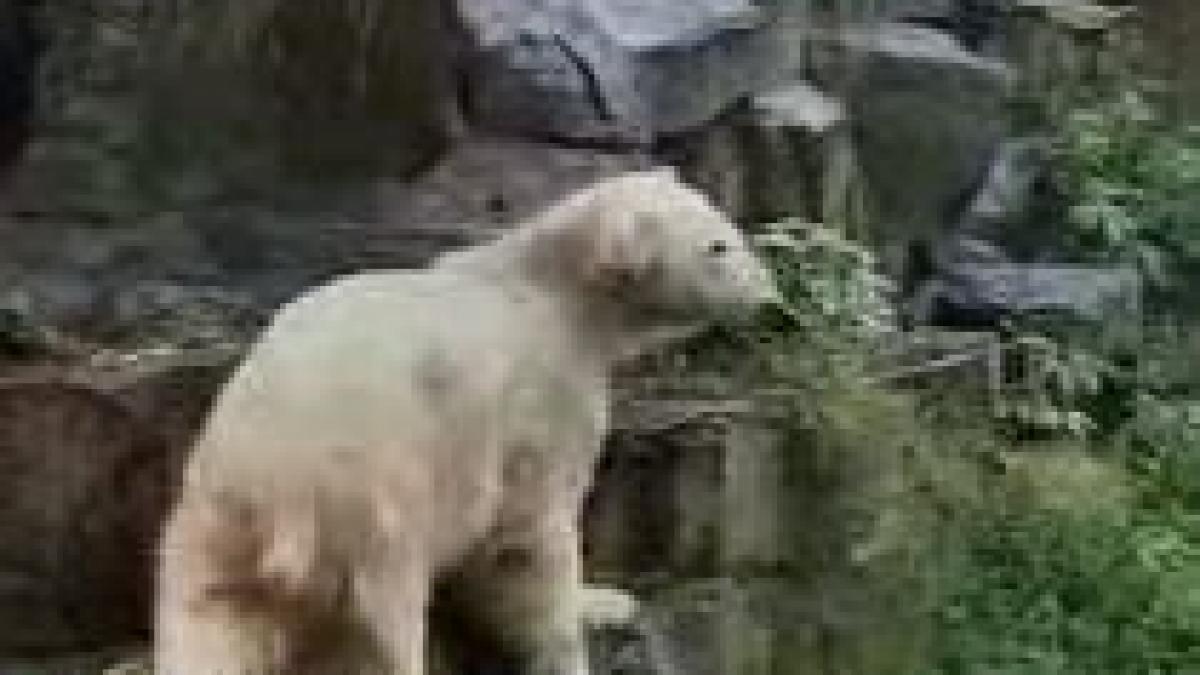 knut celebrul urs polar in pericol de a fi alungat din cauza crizei financiare