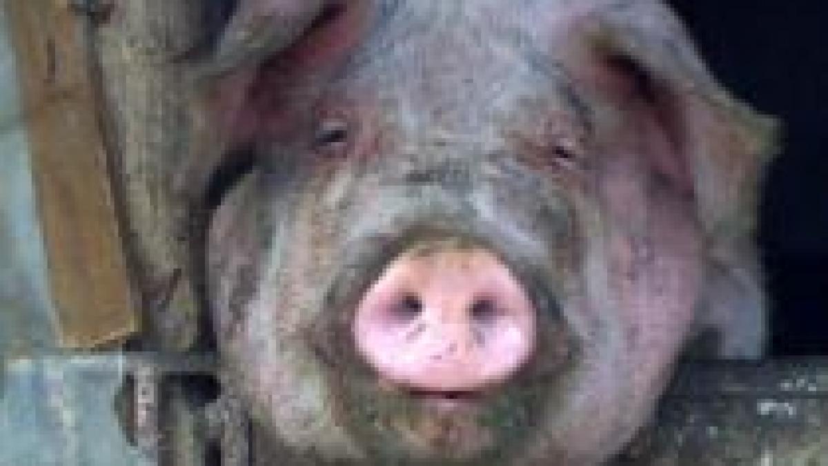 nespectarea normelor europene pentru sacrificarea porcilor aspru amendata