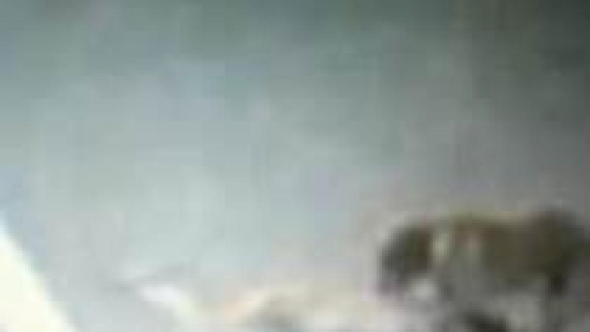 un caine salveaza viata unui alt caine pe o autostrada din chile video