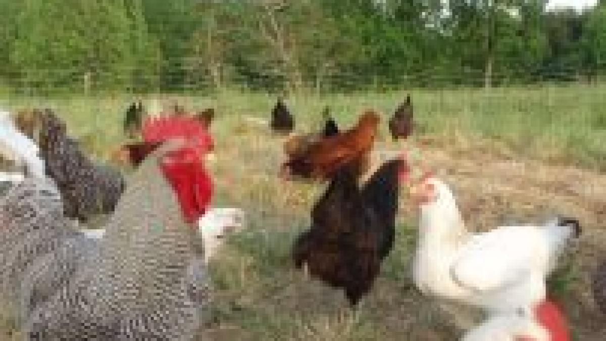 gripa aviara revine indienii sacrifica mii de pui in nord vestul tarii