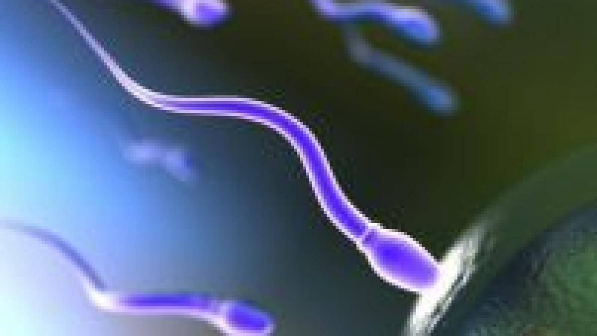 studiu barbatii inteligenti produc sperma de calitate superioara