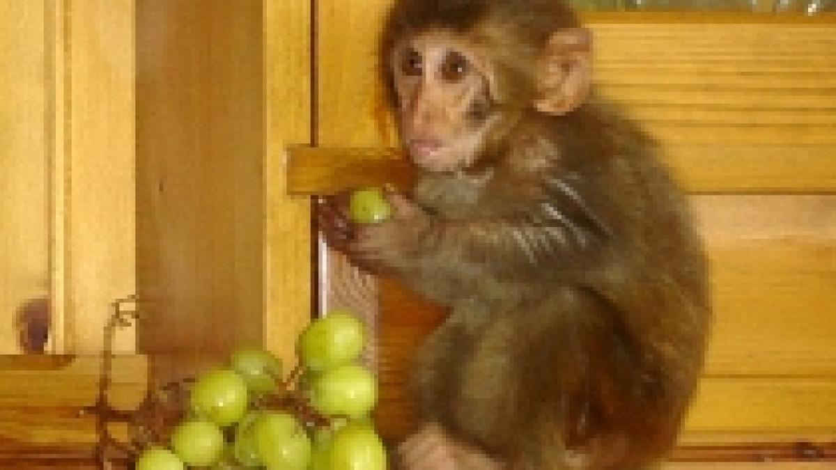 o americana a furat o maimuta a sedat o si a ascuns o sub bluza pentru a o transporta ilegal