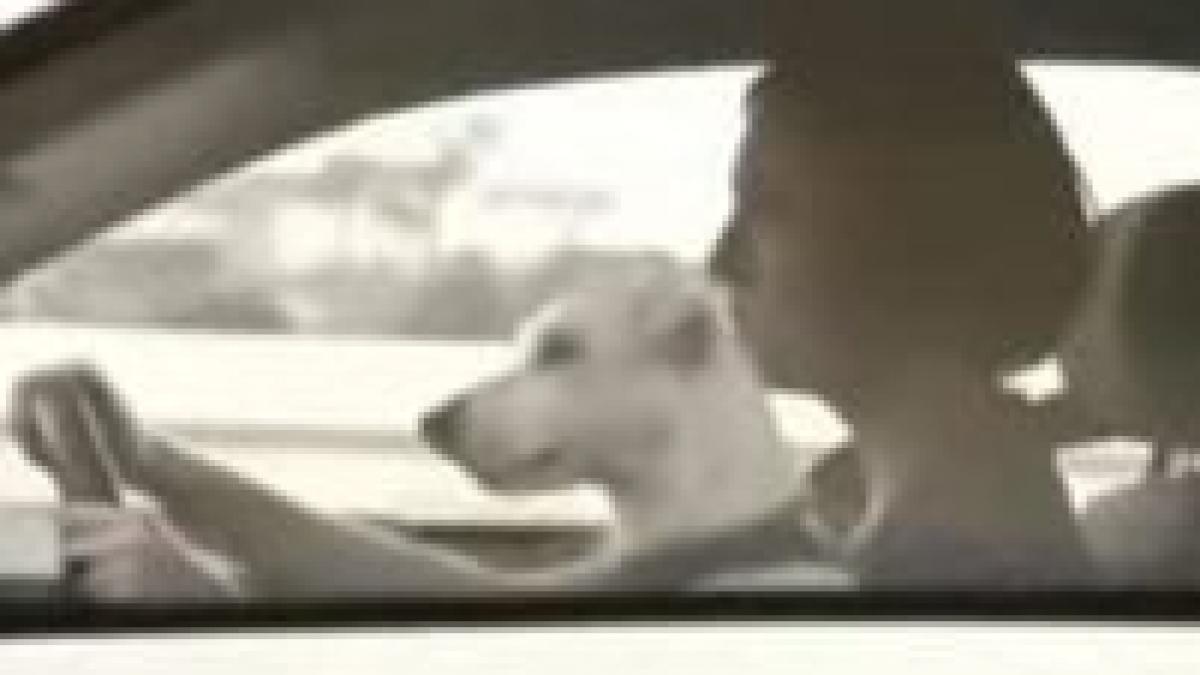 reclama la volkswagen polo aur la festivalul de publicitate eurobest