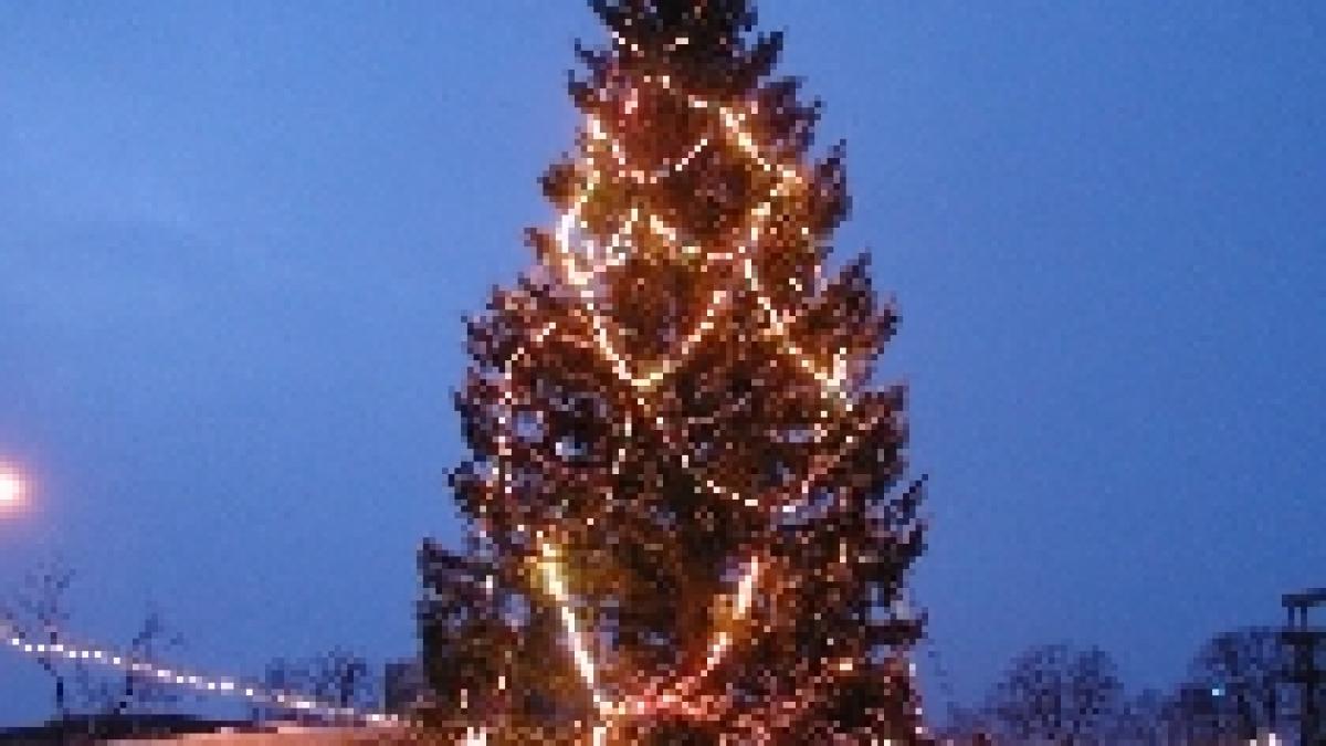 guvernul renunta la pomul de craciun pd l sarbatoreste sub bradul din modrogan