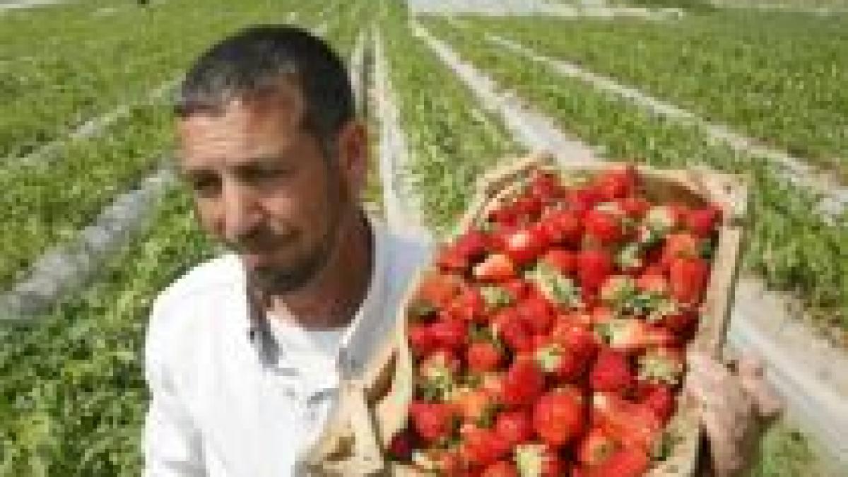 romanii stau din nou la cozi pentru a merge la cules de capsuni in 2009