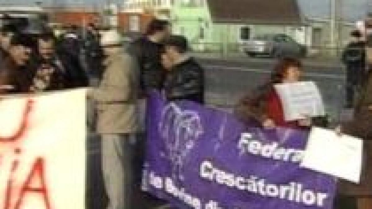 crescatorii de taurine protesteaza la vamile din vestul tarii fata de importul de lapte din ungaria