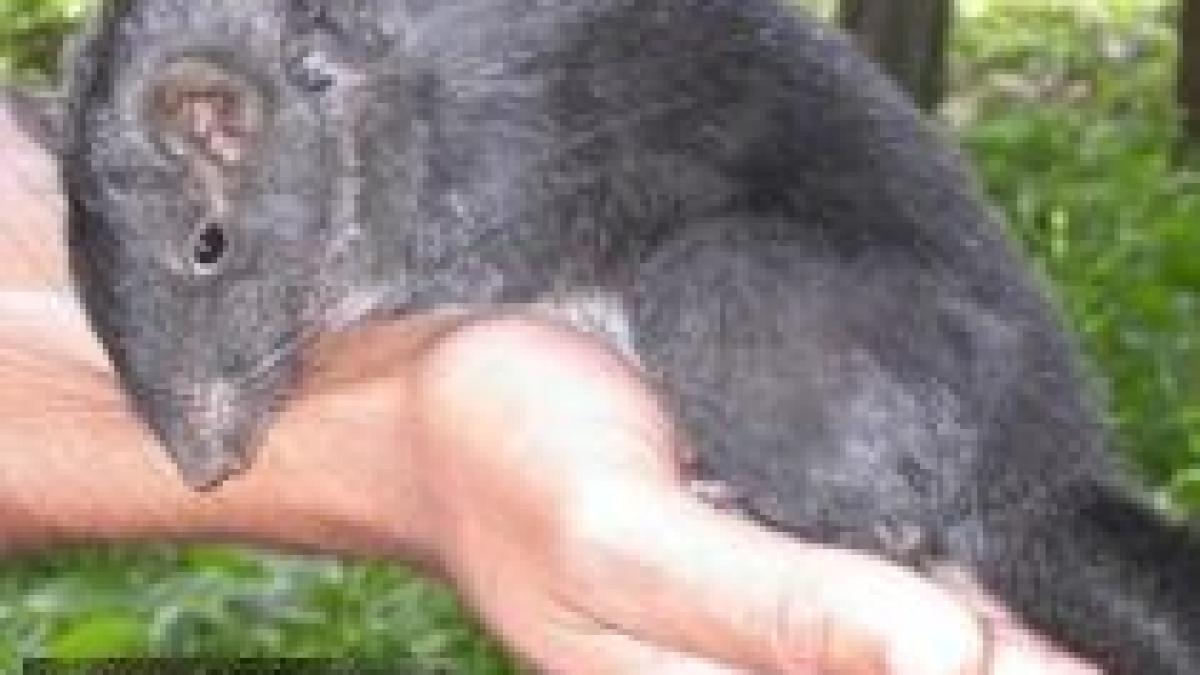 doua specii noi de animale si plante descoperite saptamanal in delta mekong