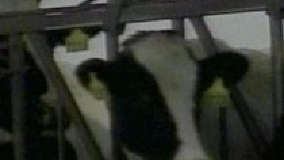 autoritatile din marea britanie ingrijorate din cauza bolii vacii nebune