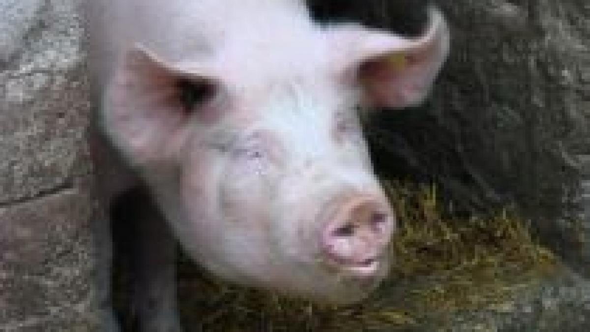 vremurile trec raman obiceiurile taiatul porcului fara respectarea normelor ue video interzis