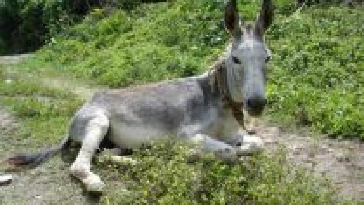 tehnologie de varf trupele canadiene din afganistan vor fi aprovizionate cu ajutorul magarilor