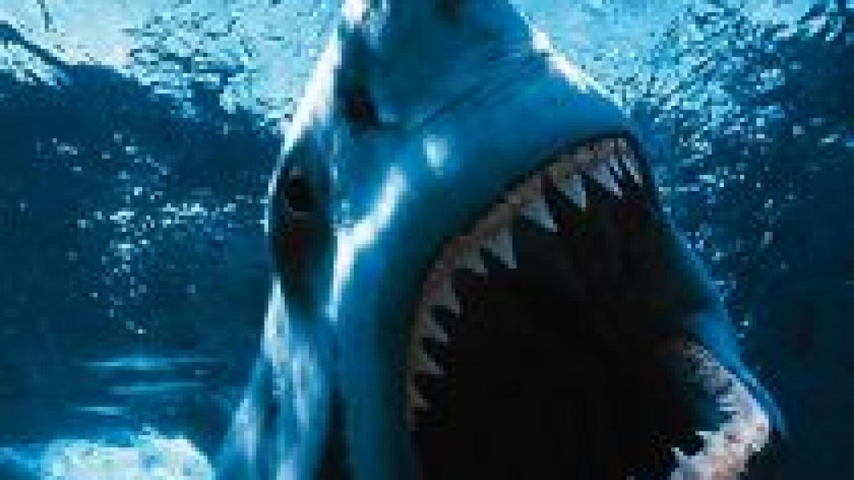 plajele din australia terorizate de rechini un barbat a fost dat disparut