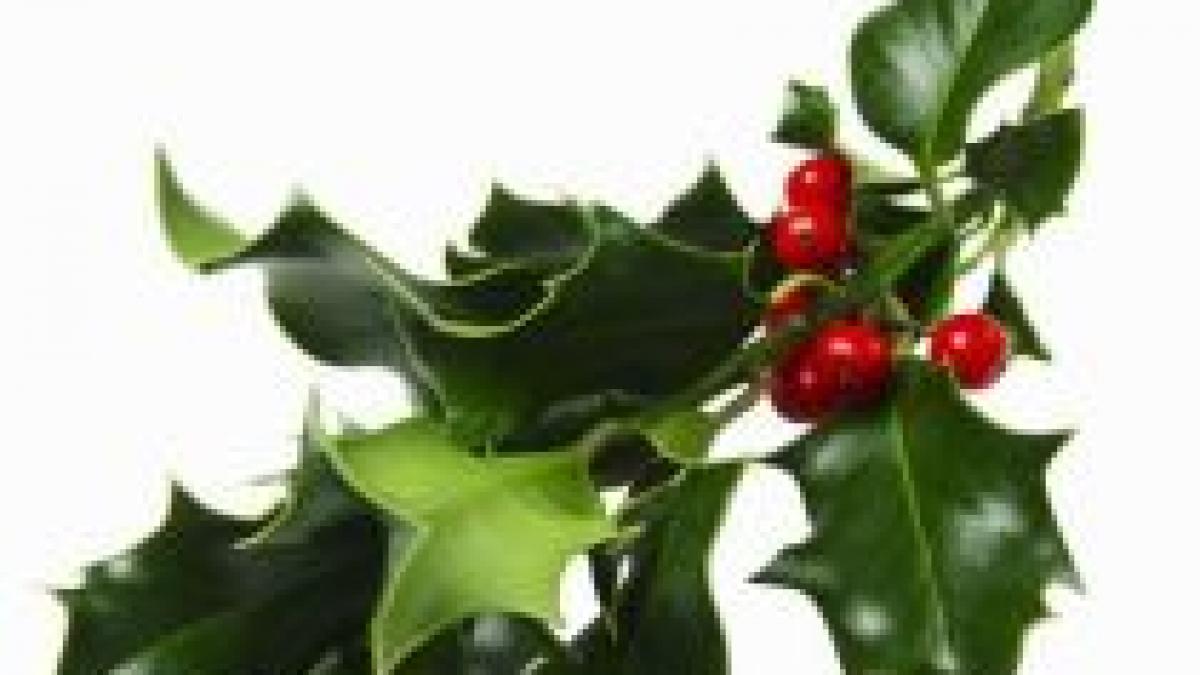 vascul simbol al sarbatorilor de iarna legenda plantei magice