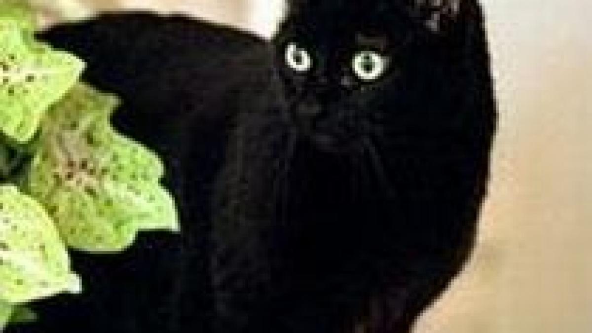 a murit india pisica familiei bush