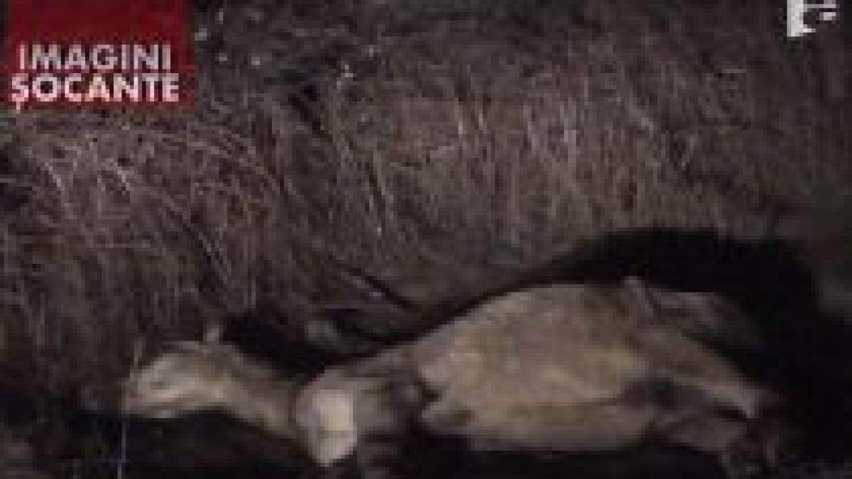 iapa gestanta lasata sa moara in chinuri la marginea resitei imagini socante