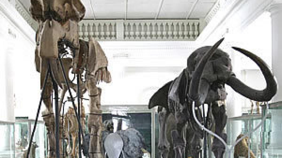 muzeul grigore antipa inchis pana in 2010 pentru lucrari de restaurare si modernizare