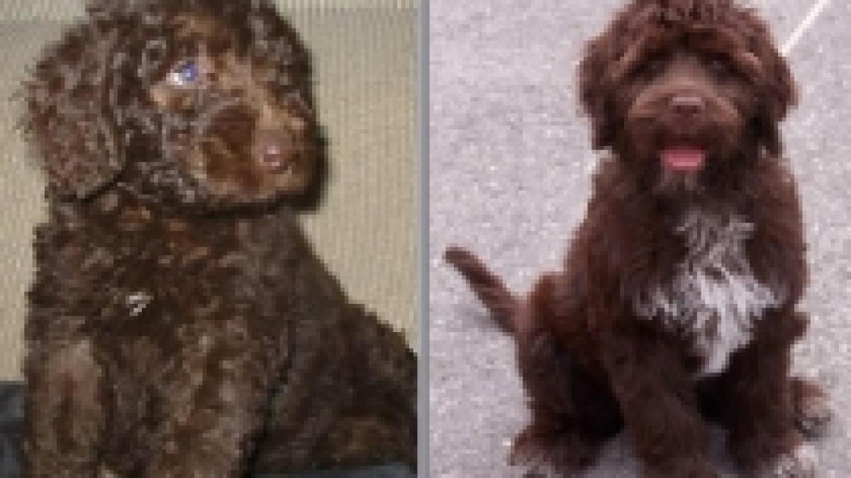 decizie prezidentiala obama trebuie sa aleaga intre un caine de apa portughez si un labradoodle