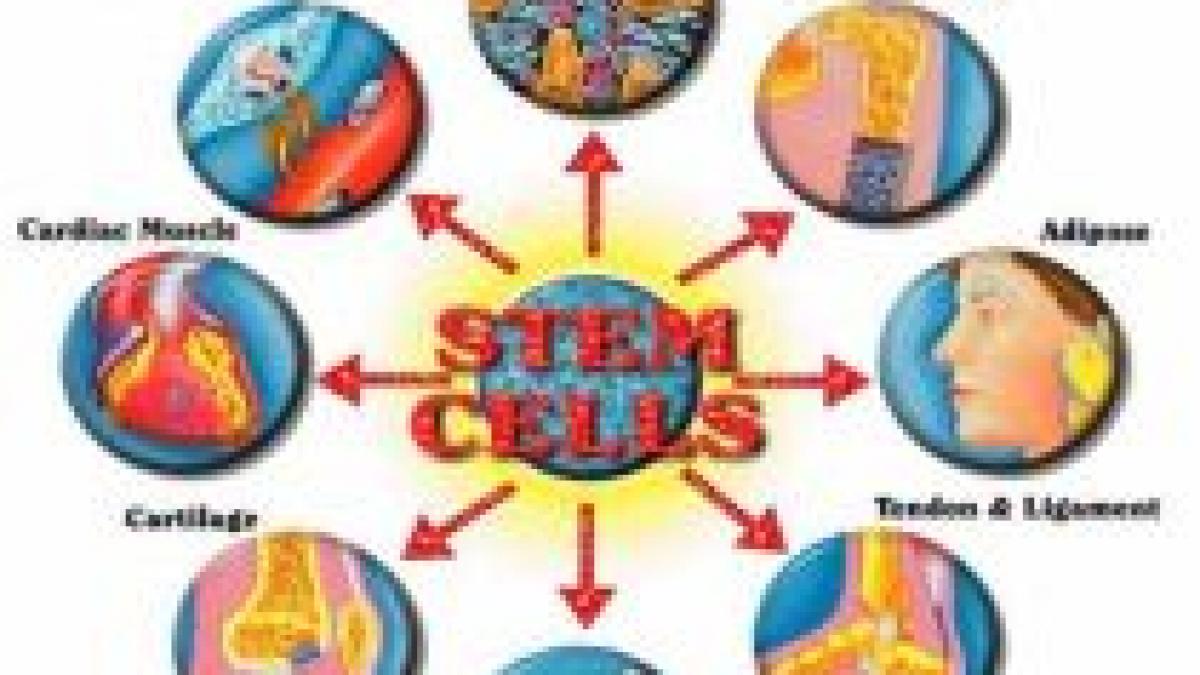 crearea unui embrion hibrid om animal fara finantare din motive etice