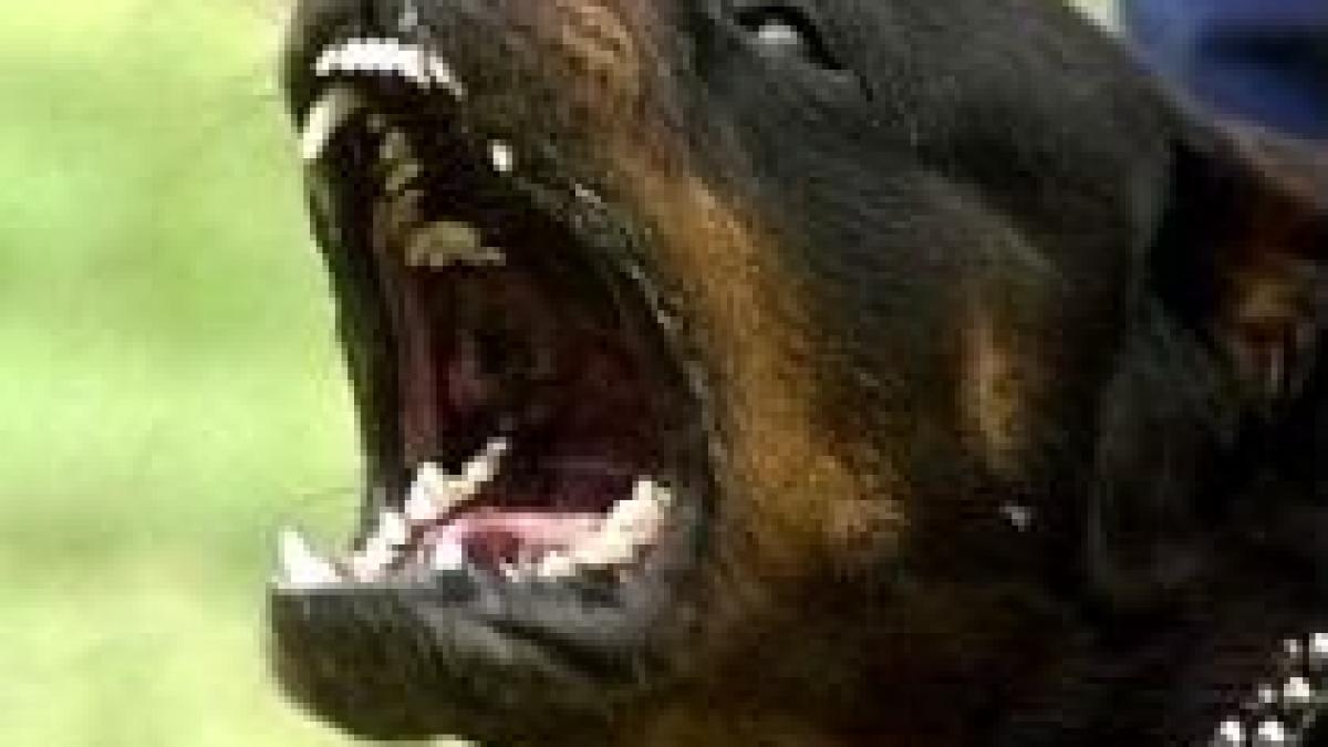 un copil din cluj in stare grava dupa ce a fost muscat de cap de un rottweiler