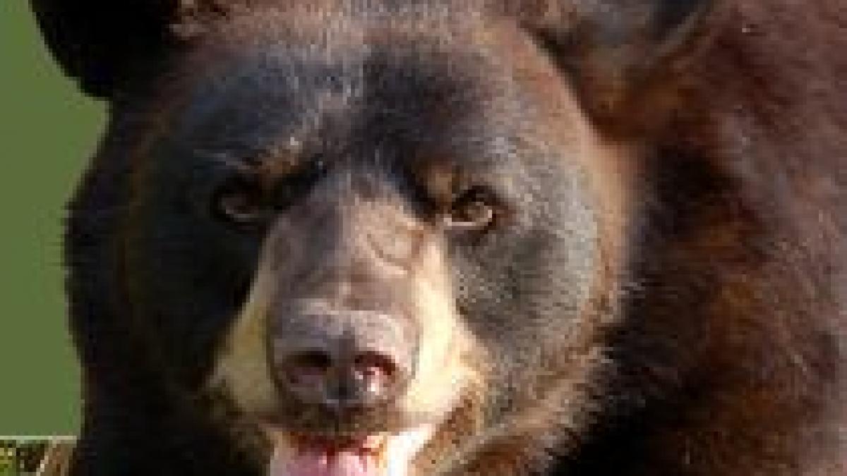 barbatul atacat de urs la comadau a decedat