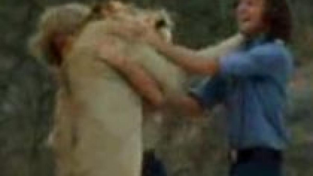 cat dureaza prietenia dintre un om si un leu video