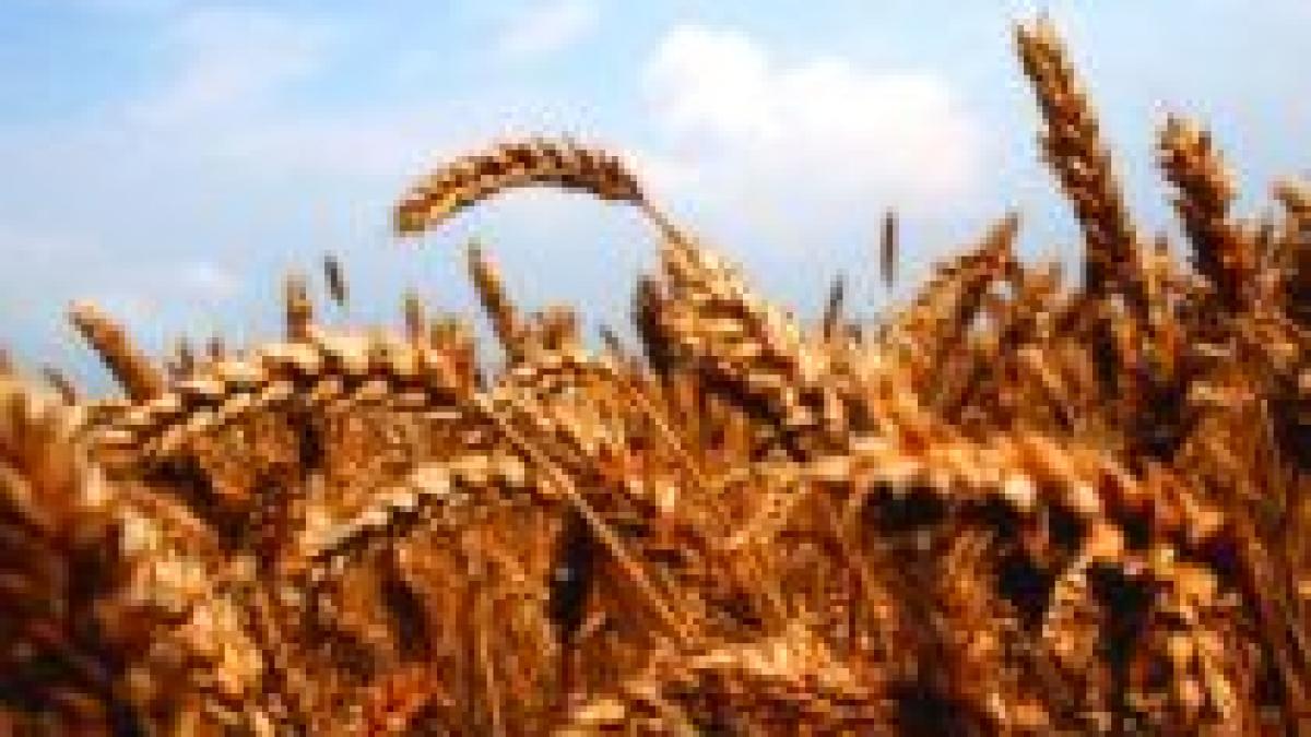 irakul a achizitionat 200 000 de tone de grau din romania cu 40 milioane de dolari