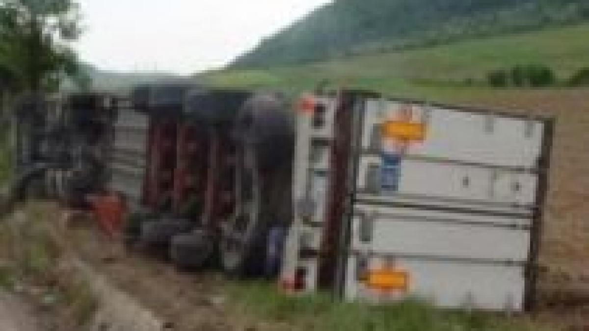 infotrafic un tir incarcat cu porci vii s a rasturnat langa deva