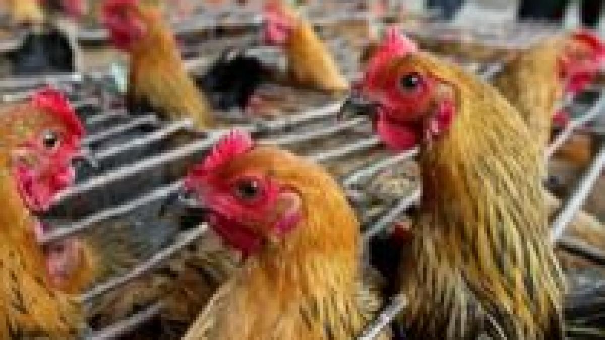in china s a inregistrat al patrulea deces din cauza gripei aviare de la inceputul anului
