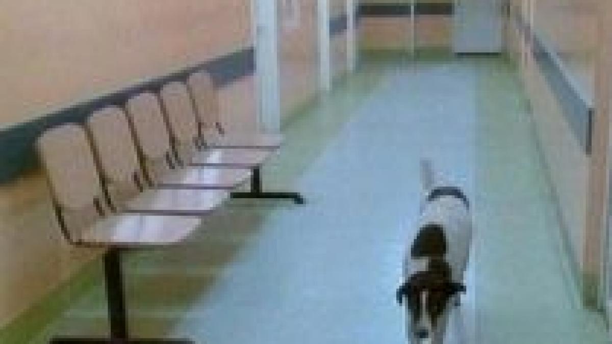 in arges cainii umbla cu covrigi in coada prin spitale foto